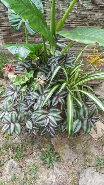  - urechea elefantului