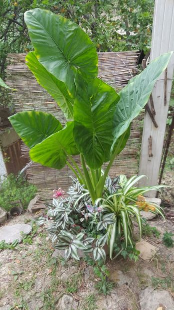  - urechea elefantului