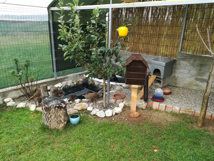  - Proiect voliere