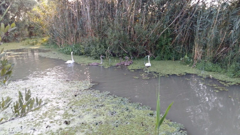  - pescuit la Dunavat 2017