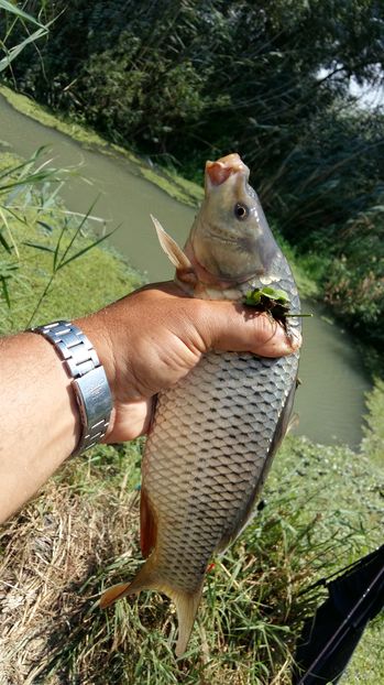  - pescuit la Dunavat 2017