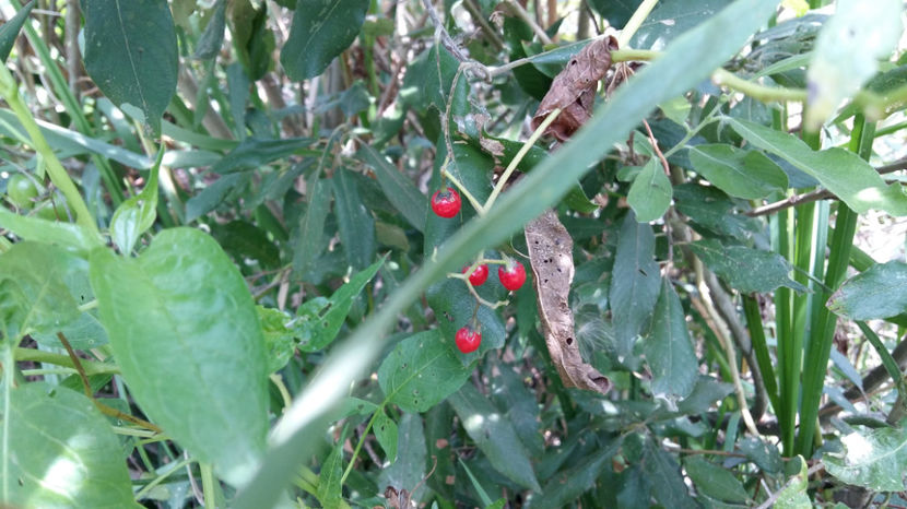  - pescuit la Dunavat 2017