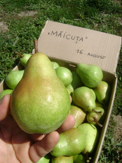 Pere Maicuta 2017 1 - Par Maicuta