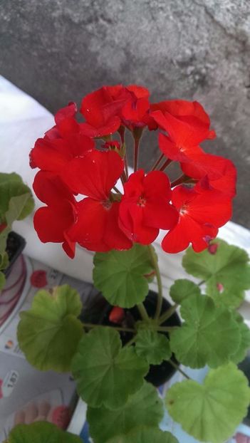 RED 5 LEI - PROMOTIE MUSCATE AUGUST 2017