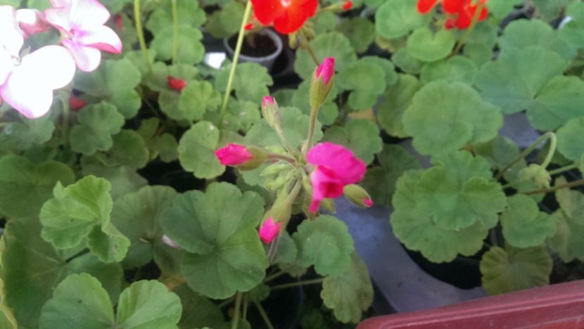 20991696_1655690061137395_133605432_o - PROMOTIE MUSCATE AUGUST 2017