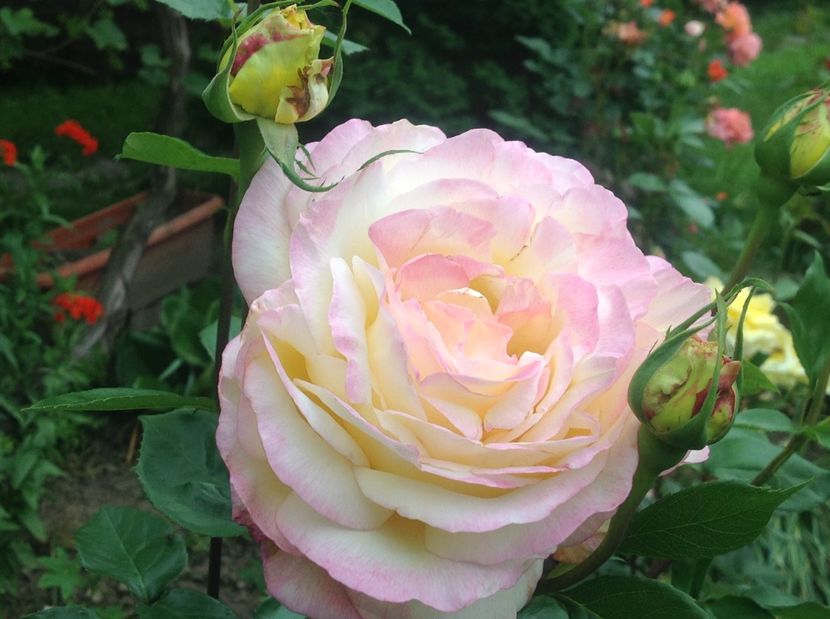  - Peace sau Gloria Dei