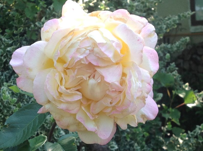  - Peace sau Gloria Dei