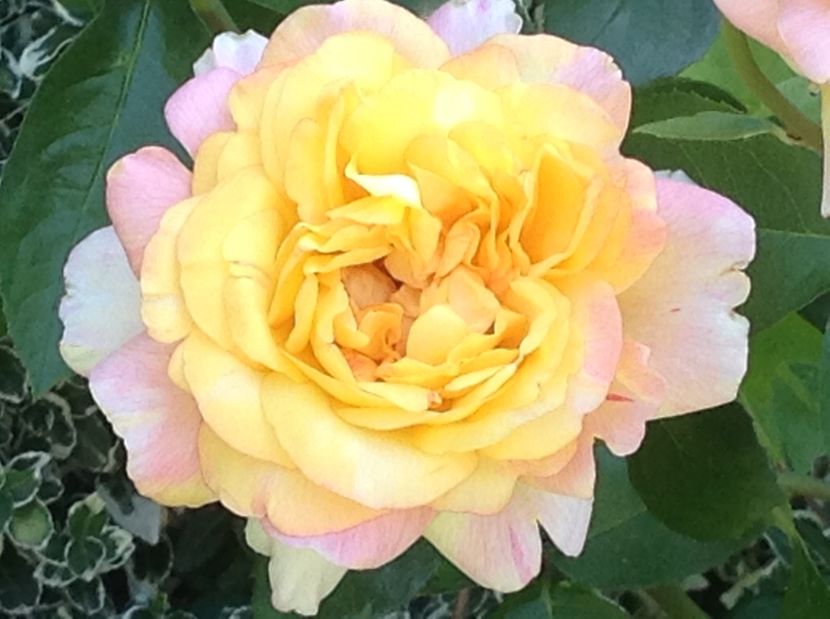  - Peace sau Gloria Dei