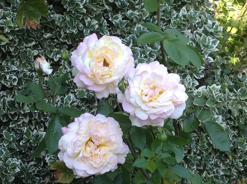  - Peace sau Gloria Dei