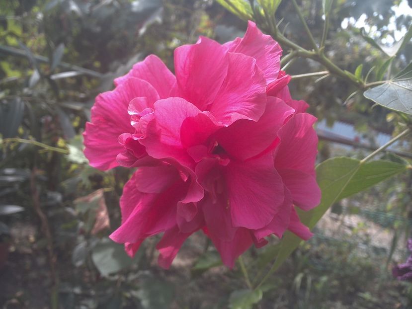 WIN_20170821_093038 - floricele ingrijite de mama