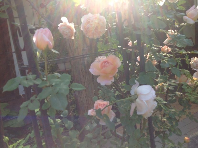  - Abraham Darby 2017 2018 2019 2020