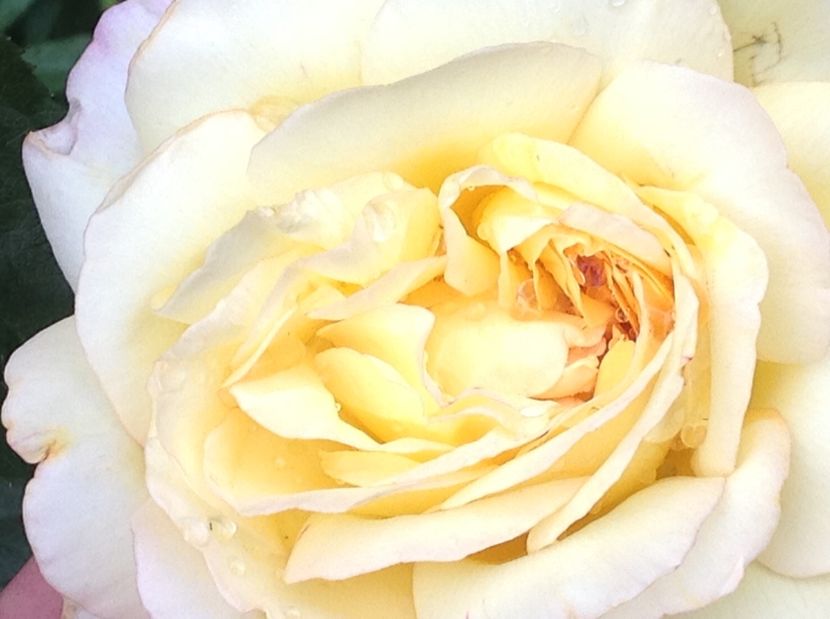  - Peace sau Gloria Dei