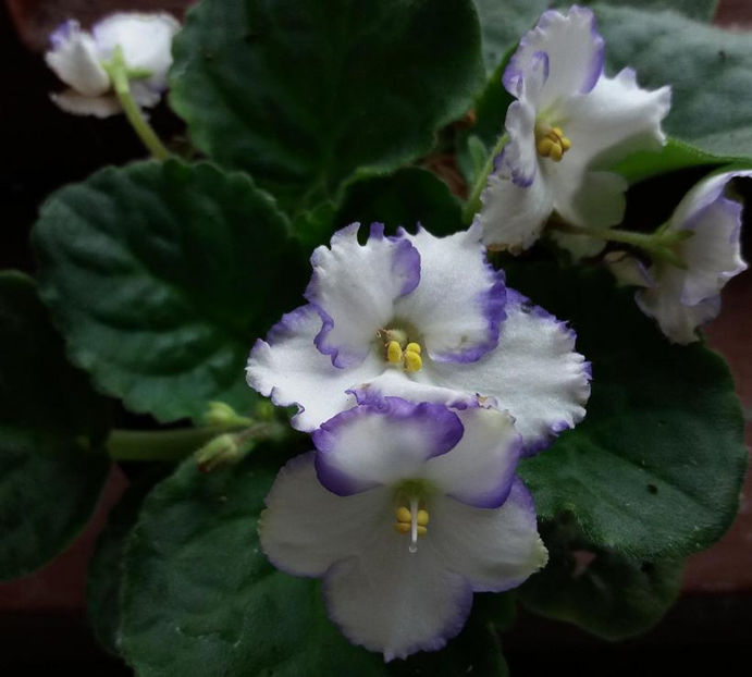 franjurata margini albastre - Violete fara nume