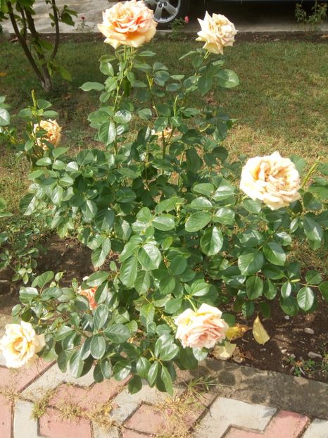 Încă nu și-a pierdut toate florile - Ashram