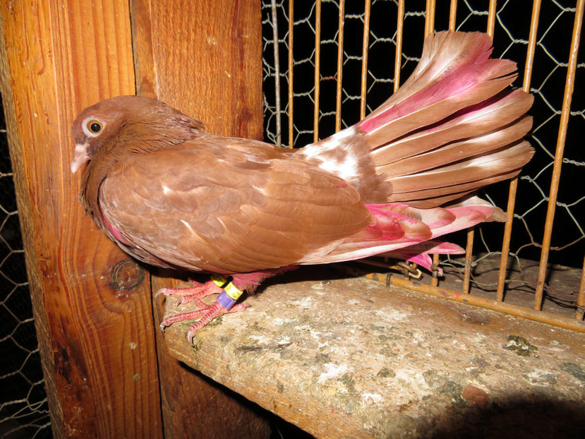 3789 2017- prins de uliu - Amintiri - porumbei pierduți sau prinși de răpitoare