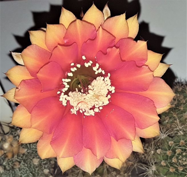  - Cactusi si suculente