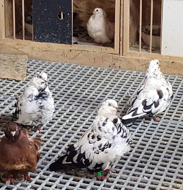  - 24_PESCARUSI CHINEZI TALIA MARE MATCA-2021