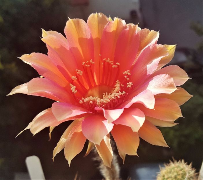  - Cactusi si suculente