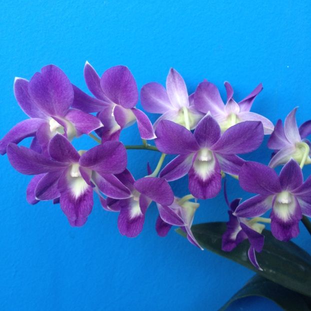 a doua inflorire in acest an - dendrobium