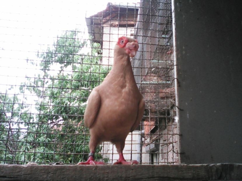 Fem 2014           preţ           80 lei  vâdută - Vind Schimb Cumpar Donez