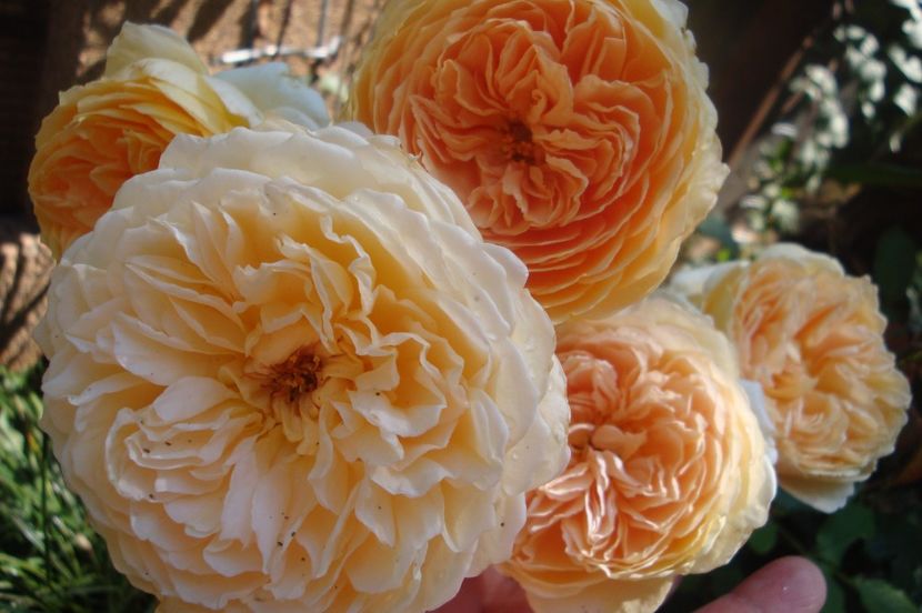  - Crown Princess Margareta