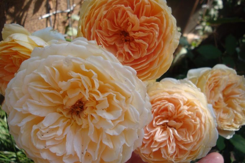  - Crown Princess Margareta