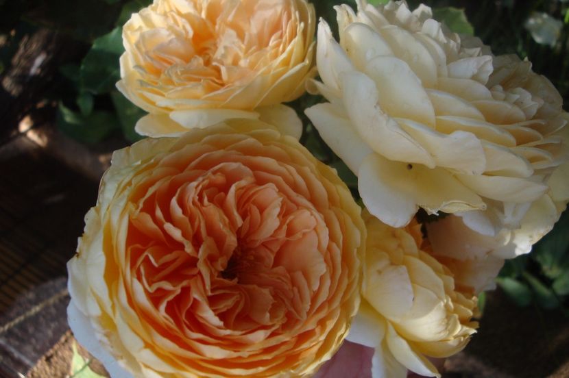  - Crown Princess Margareta