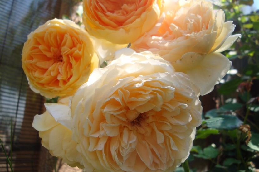  - Crown Princess Margareta