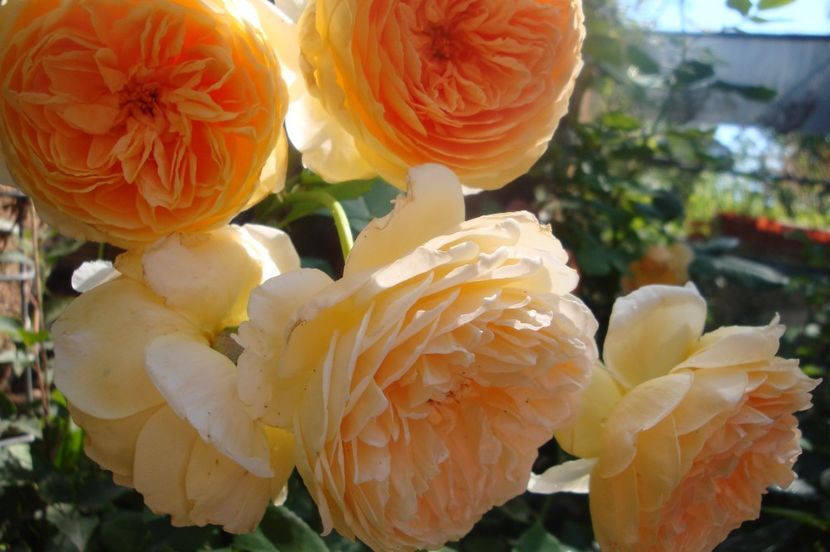  - Crown Princess Margareta