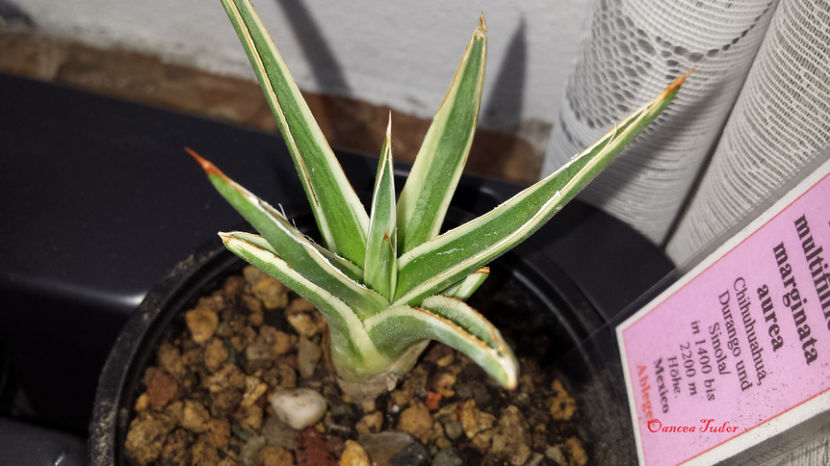 Agave Filifera ssp Multifilifera Marginata Aurea - Agave Filifera