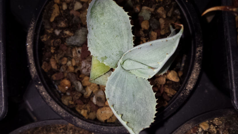 Agave Guadalajarana Variegata - Agave Guadalajarana