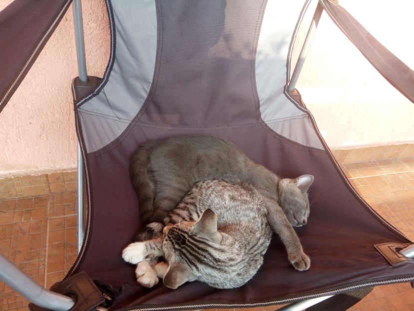 Ce bine că scaunul este doar al nostru!!! - Prieteni dragi