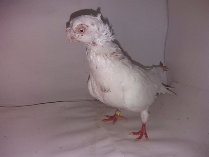 9032  mascul  2017_1 - pui 2017 BM