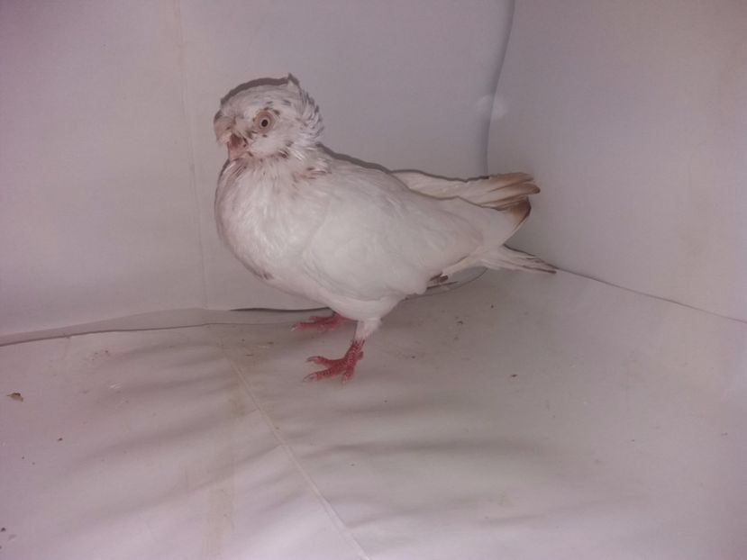 9032  mascul  2017_2 - pui 2017 BM