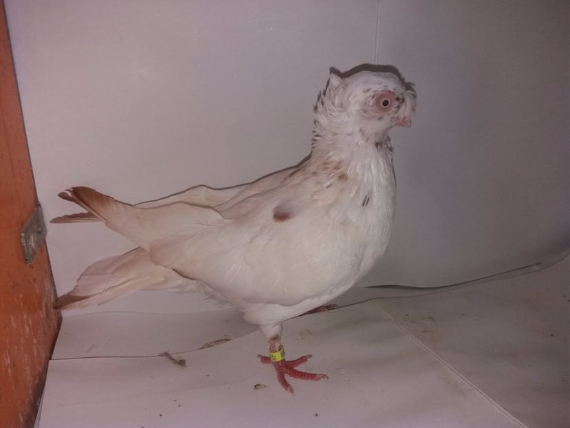 9032  mascul  2017_3 - pui 2017 BM