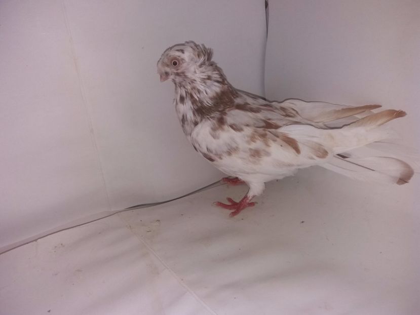 9001  mascul  2017_2 - pui 2017 BM