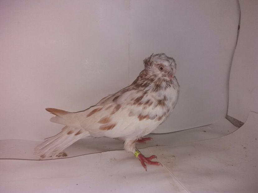 9001  mascul  2017_3 - pui 2017 BM