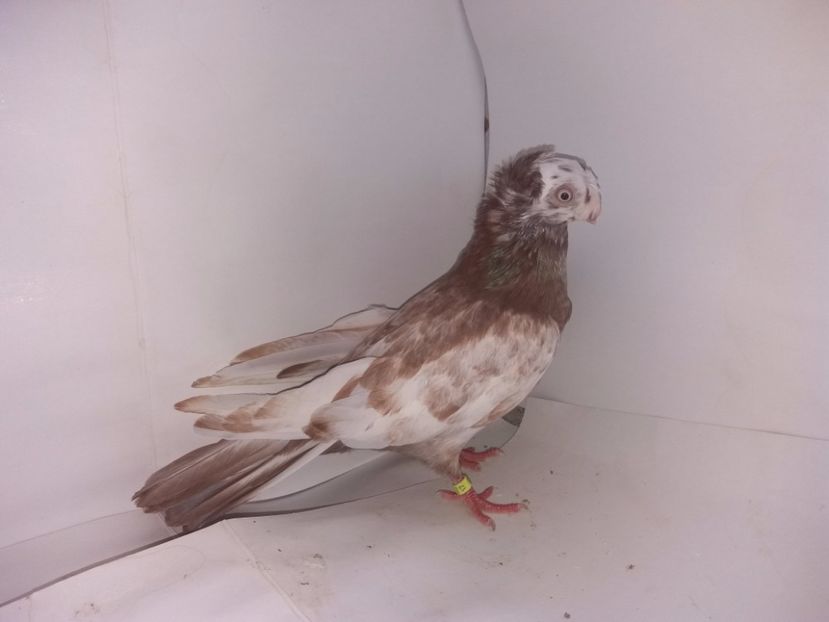 9014  femelă  2017_1 - pui 2017 BM