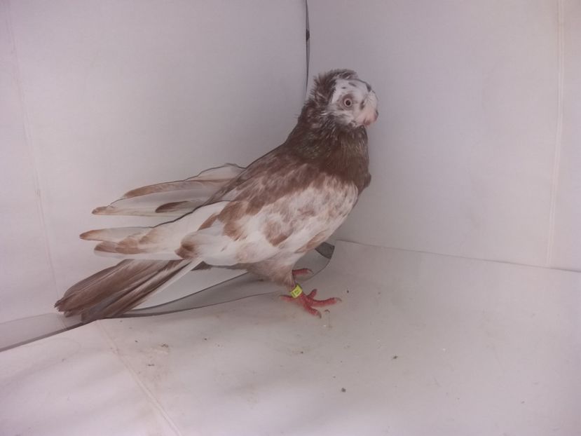 9014  femelă  2017_2 - pui 2017 BM