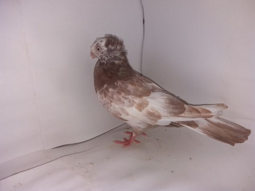 9014  femelă  2017_3 - pui 2017 BM