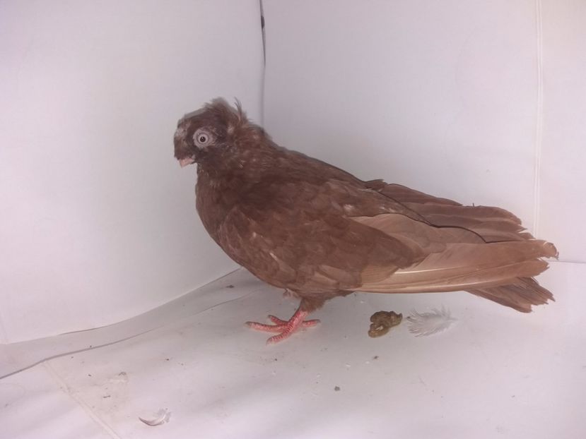 9028  femelă  2017_2 - pui 2017 BM