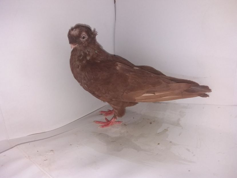 9033  mascul  2017_1 - pui 2017 BM