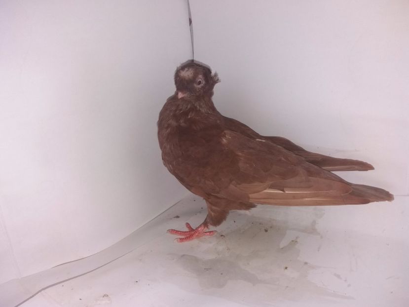 9033  mascul  2017_2 - pui 2017 BM