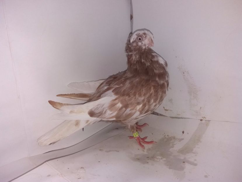 9007  femelă  2017_2 - pui 2017 BM