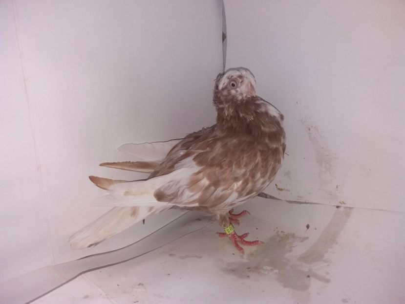 9007  femelă  2017_3 - pui 2017 BM