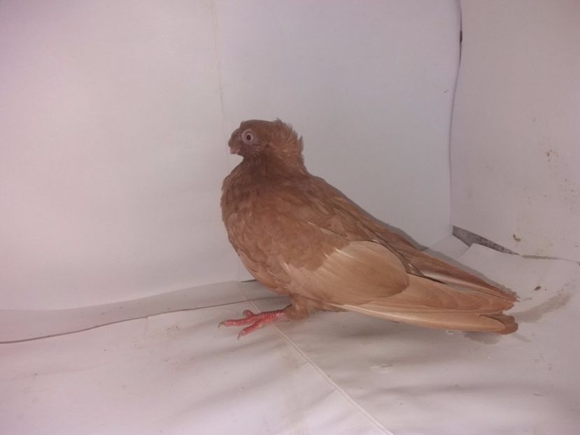 9037  femelă  2017_1 - pui 2017 BM