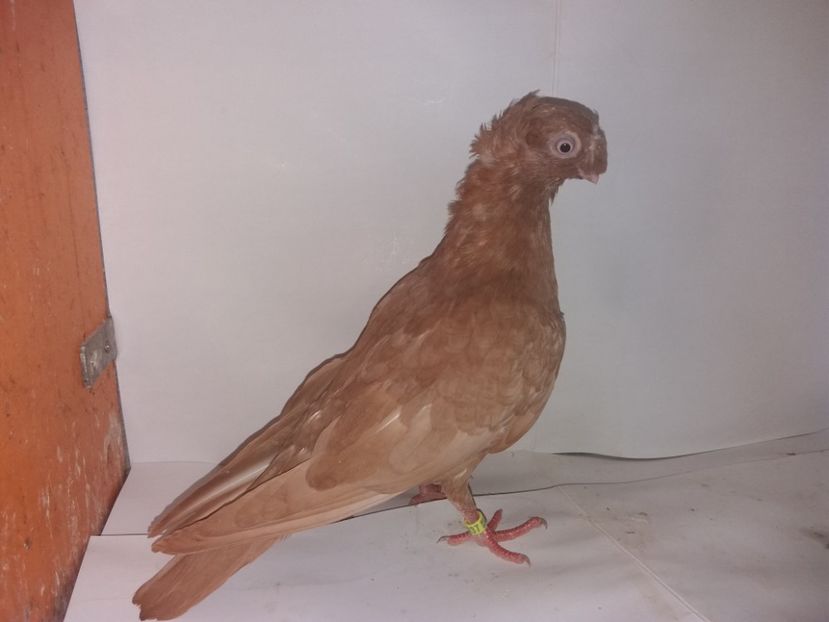 9037  femelă  2017_3 - pui 2017 BM