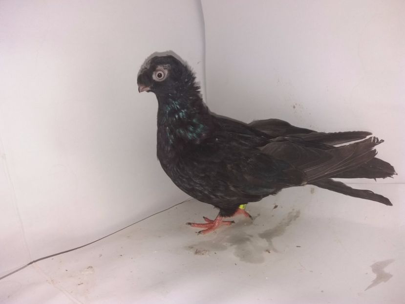 9030  femelă  2017_1 - pui 2017 BM