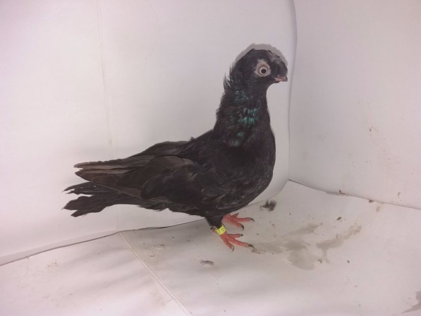 9030  femelă  2017_2 - pui 2017 BM