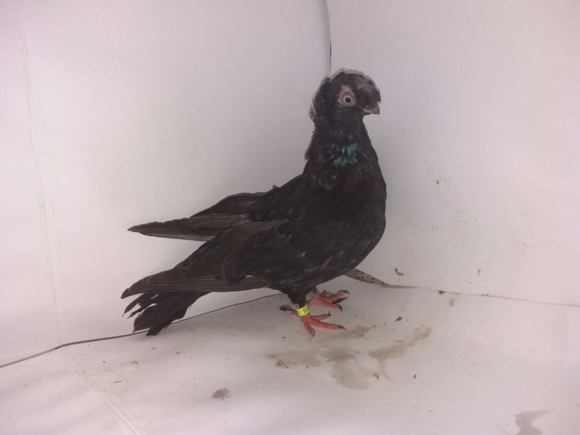 9030  femelă  2017_3 - pui 2017 BM